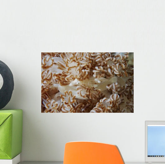 White Porcelain Crab Beige Wall Decal