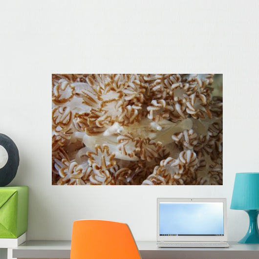 White Porcelain Crab Beige Wall Decal