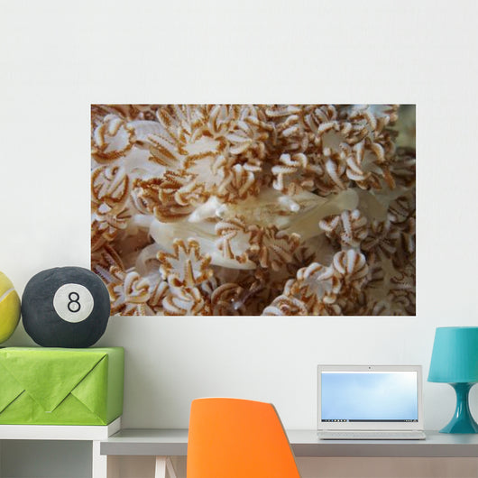 White Porcelain Crab Beige Wall Decal