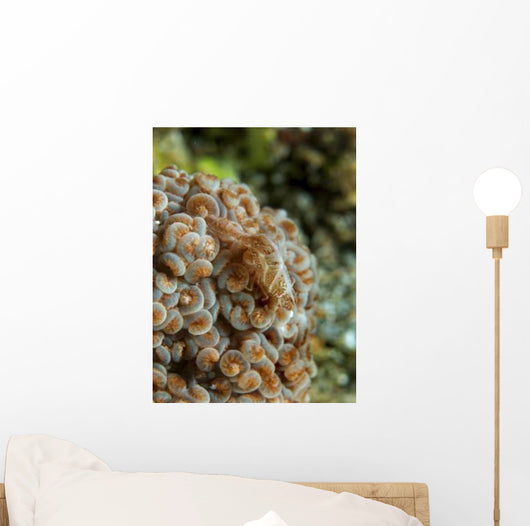 Tiny Cryptic Brown and Wall Decal