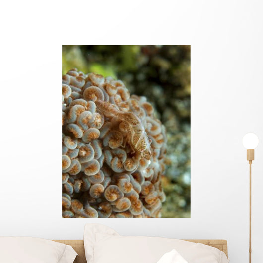 Tiny Cryptic Brown and Wall Decal