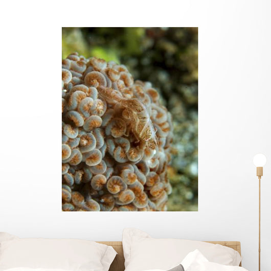 Tiny Cryptic Brown and Wall Decal
