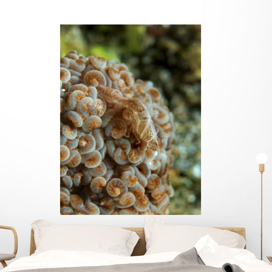 Tiny Cryptic Brown and Wall Decal
