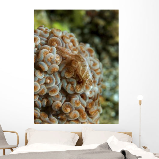 Tiny Cryptic Brown and Wall Decal