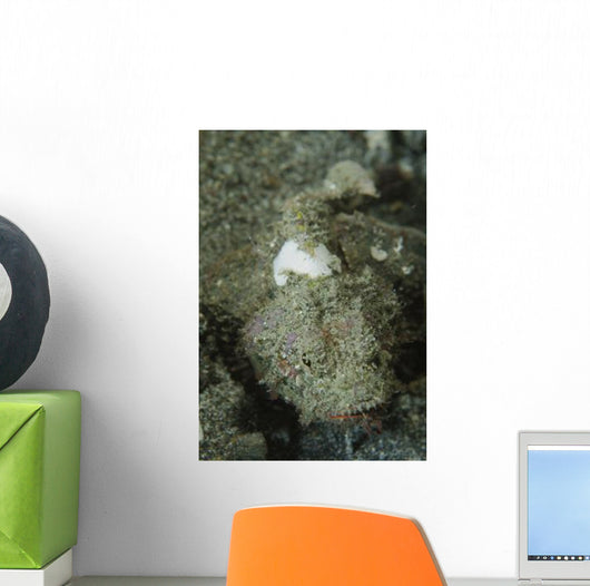 Camouflaged Juvenile Scorpionfish with Wall Decal