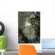 Camouflaged Juvenile Scorpionfish with Wall Decal