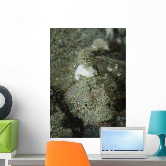 Camouflaged Juvenile Scorpionfish with Wall Decal