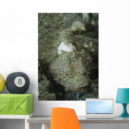 Camouflaged Juvenile Scorpionfish with Wall Decal