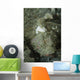 Camouflaged Juvenile Scorpionfish with Wall Decal