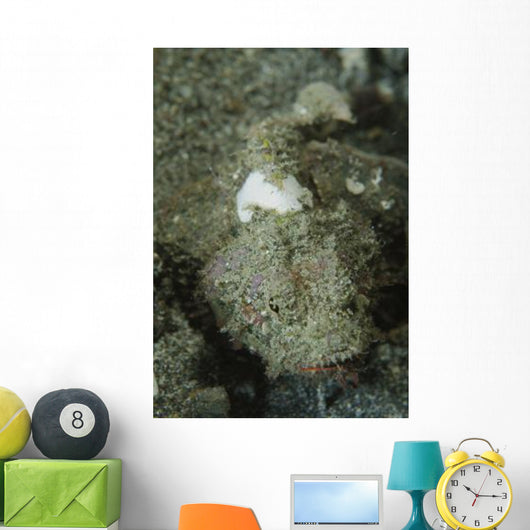 Camouflaged Juvenile Scorpionfish with Wall Decal