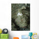 Camouflaged Juvenile Scorpionfish with Wall Decal
