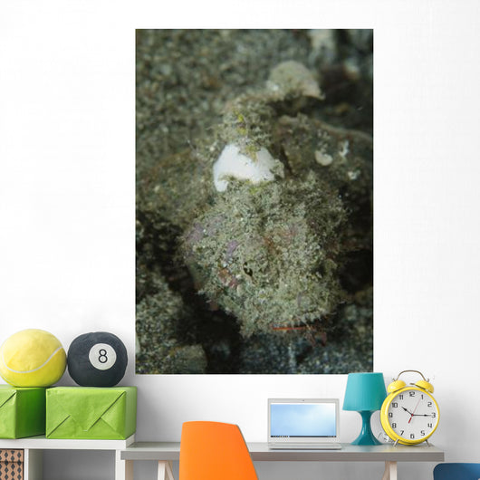 Camouflaged Juvenile Scorpionfish with Wall Decal