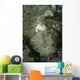 Camouflaged Juvenile Scorpionfish with Wall Decal