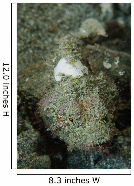 Camouflaged Juvenile Scorpionfish with Wall Decal