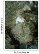 Camouflaged Juvenile Scorpionfish with Wall Decal