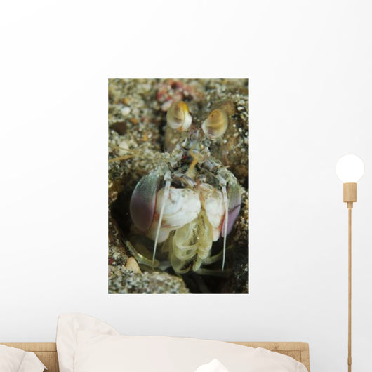 Mantis Shrimp Sticking Head Wall Decal