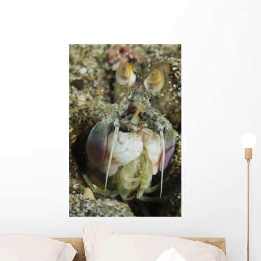 Mantis Shrimp Sticking Head Wall Decal