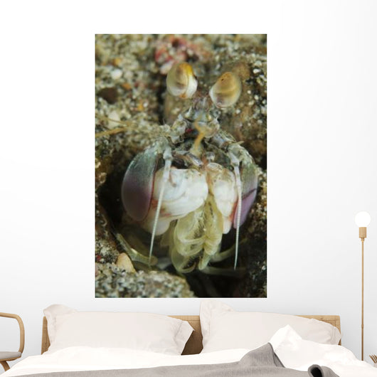 Mantis Shrimp Sticking Head Wall Decal