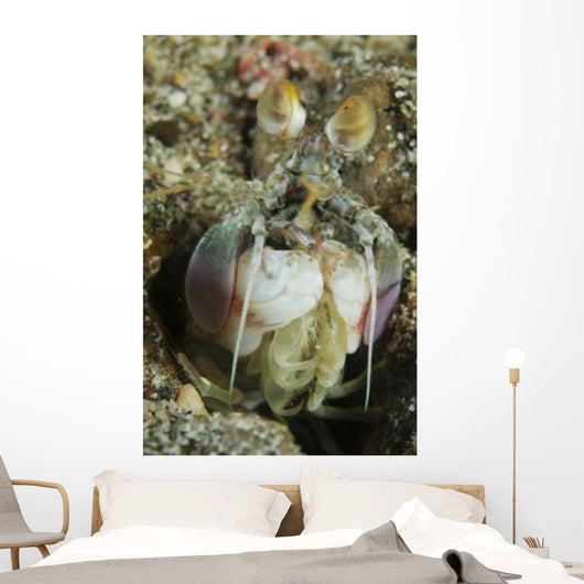 Mantis Shrimp Sticking Head Wall Decal