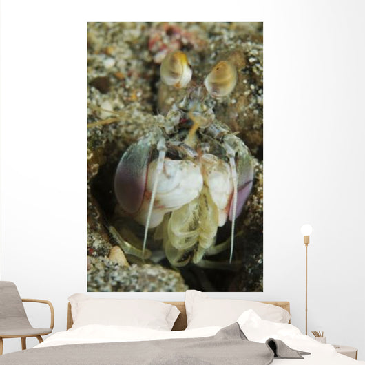 Mantis Shrimp Sticking Head Wall Decal