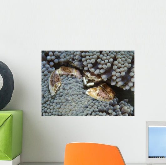 Red-spotted Porcelain Crab Hiding Wall Decal