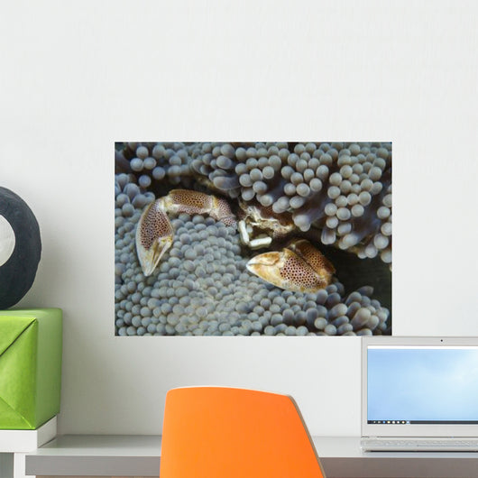 Red-spotted Porcelain Crab Hiding Wall Decal