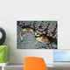 Red-spotted Porcelain Crab Hiding Wall Decal