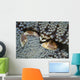 Red-spotted Porcelain Crab Hiding Wall Decal