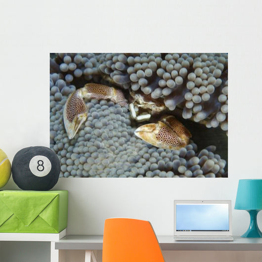 Red-spotted Porcelain Crab Hiding Wall Decal