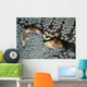 Red-spotted Porcelain Crab Hiding Wall Decal