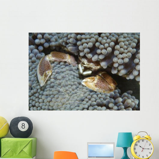 Red-spotted Porcelain Crab Hiding Wall Decal