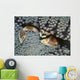 Red-spotted Porcelain Crab Hiding Wall Decal