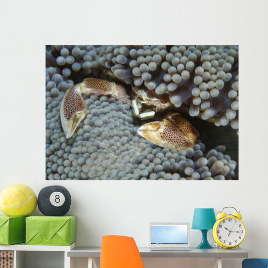 Red-spotted Porcelain Crab Hiding Wall Decal