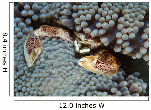 Red-spotted Porcelain Crab Hiding Wall Decal