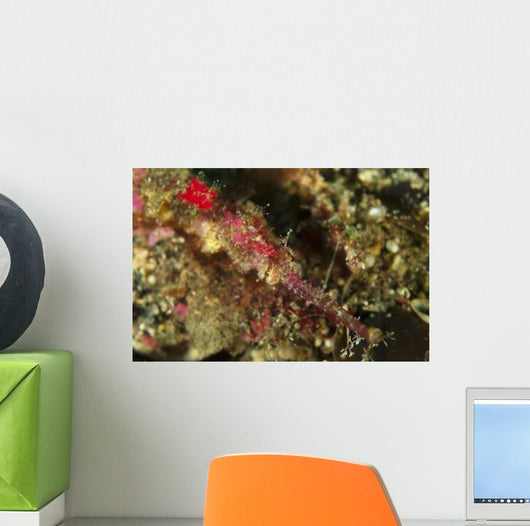 Head Shot Pink Pipefish Wall Decal
