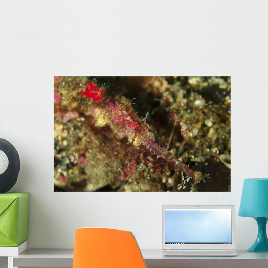 Head Shot Pink Pipefish Wall Decal