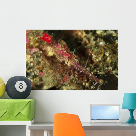 Head Shot Pink Pipefish Wall Decal
