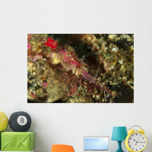 Head Shot Pink Pipefish Wall Decal