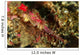 Head Shot Pink Pipefish Wall Decal