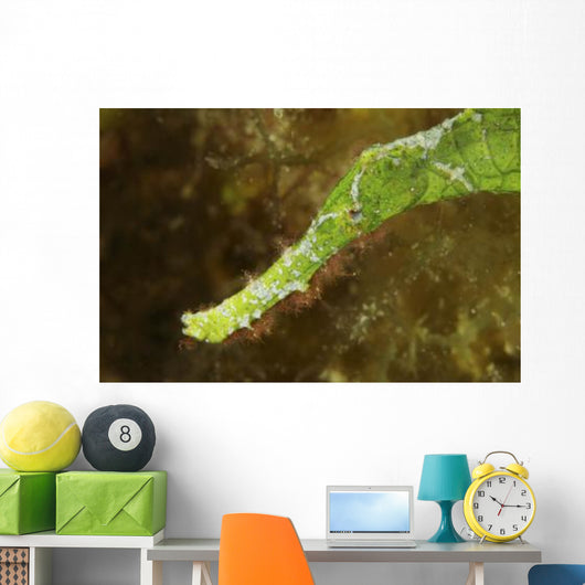 Headshot Green Helimeda Ghost Wall Decal