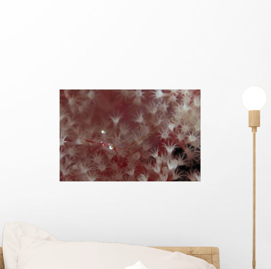Translucent Red Shrimp Pink Wall Decal