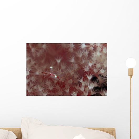 Translucent Red Shrimp Pink Wall Decal