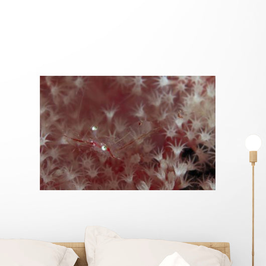 Translucent Red Shrimp Pink Wall Decal