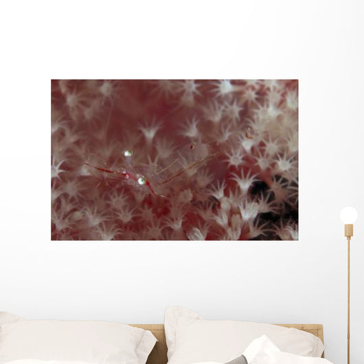 Translucent Red Shrimp Pink Wall Decal