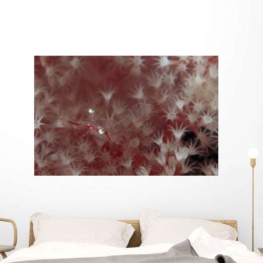 Translucent Red Shrimp Pink Wall Decal