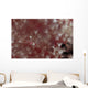 Translucent Red Shrimp Pink Wall Decal