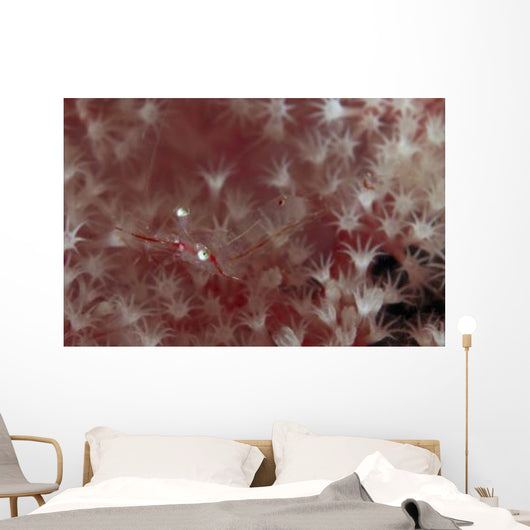 Translucent Red Shrimp Pink Wall Decal