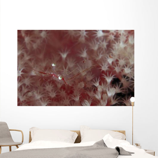 Translucent Red Shrimp Pink Wall Decal