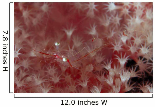 Translucent Red Shrimp Pink Wall Decal