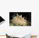 Halgerda Batangas Orange Spotted Wall Decal